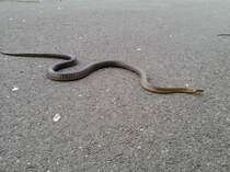 Diese wunderschne skulapnatter kreuzte unseren Weg am Donauradweg bei Krems am 19.Mai 2015.