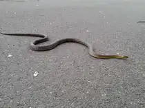 Diese wundersch�ne �skulapnatter kreuzte unseren Weg am Donauradweg bei Krems am 19.Mai 2015.