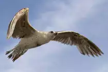 M�we, 09.05.2015, Neapel