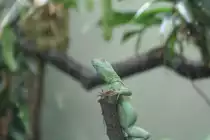 Ein Stirnlappenbasilisk auf Aussichtsposten am 14.9.2008 im Leipziger Zoo.