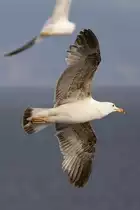 M�we, 09.05.2015, Neapel