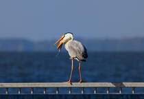 Ein Graureiher der seine Beute runterschlingt. - 24.05.2015
