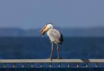 Ein Graureiher der seine Beute runterschlingt. - 24.05.2015
