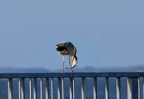 Ein Graureiher mit seinem zu gross scheinenden Fang. - 24.05.2015