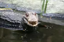 Ein Brauen-Glattstirnkaiman im Leipziger Zoo. 14.9.2008.