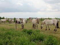 Gemeinde Schnefeld nahe dem in Bau befindlichen Flughafen BER  am 25. Mai 2015, hier kann man die neuen tierische Bewohner im Naturpark in der Nhe von Groziethen am sdlichen Berliner Stadtrand bestaunen.