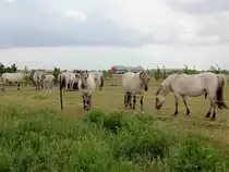 Gemeinde Sch�nefeld nahe dem in Bau befindlichen Flughafen BER  am 25. Mai 2015, hier kann man die neuen tierische Bewohner im Naturpark in der N�he von Gro�ziethen am s�dlichen Berliner Stadtrand bestaunen.