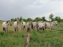 Zehn Liebenthaler Wildlinge - eine regionale Pferderasse aus Liebenwalde, OT Liebenthal, -  im Naturpark in der Nhe von Groziethen am 25. Mai 2015.