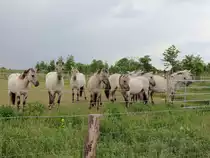 Zehn Liebenthaler Wildlinge - eine regionale Pferderasse aus Liebenwalde, OT Liebenthal, -  im Naturpark in der N�he von Gro�ziethen am 25. Mai 2015.