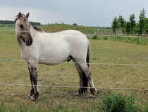 Eins der neuen Liebenthaler Wildlinge zeigt sein Brandzeichen am 25. Mai 2015 im Naturpark in der Nhe von Groziethen.