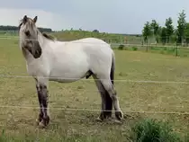 Eins der neuen Liebenthaler Wildlinge zeigt sein Brandzeichen am 25. Mai 2015 im Naturpark in der N�he von Gro�ziethen.