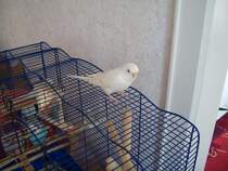 Welli Boby (11. Jahre) sitz am 22. November 2009. auf den Bauer.