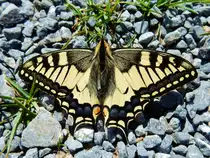 Schwalbenschwanz (Papilio machaon). Aufgenommen am 3. Juni 2015, auf dem Kronberg (1'662,8 m.�.M.) Kanton Appenzell Innerrhoden, Schweiz