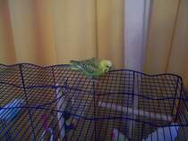 Welli Pucki, sitzt auf den Bauer.