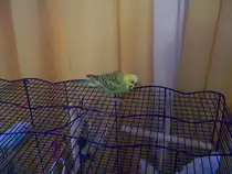 Welli Pucki, sitzt auf den Bauer.