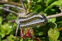 . Baum-Wei�ling, von der Raupe bis zum Schmetterling, Raupen an der Weisdornhecke in unserem Garten. 24.04.2015 (Hans)