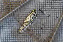 . Baum-Wei�ling, von der Raupe bis zum Schmetterling, kurz vor dem Schlupf.   08.06.2015 (Hans)