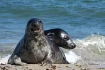 Zwei Kegelrobben auf der D�hne von Helgoland; 06.06.2015