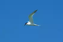 Eine Seeschwalbe an der D�hne von Helgoland; 06.06.2015