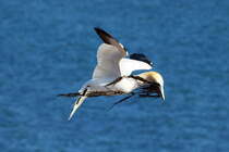 Ein Basstlpel im Flug ber den Lummenfelsen von Helgoland; 06.06.2015