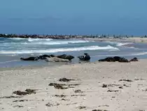 Kegelrobben am Strand von Helgoland; 06.06.2015