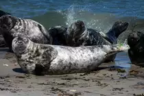 Mal ganz ehrlich... Das ist das erste Mal, dass ich beim Fotografieren Applaus bekam. Der 935er ist sichtlich begeistert;-)
Kegelrobben auf der D�hne von Helgoland; 06.06.2015