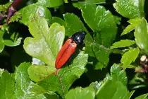 . Ampedus elongatulus, (ART Schnellk�fer) gesehen in unserem Garten. 04.06.2015 (Hans)