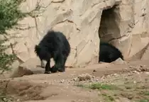 Ein Lippenb�r zieht seine Kreise. Leipzig, 14.9.2008.