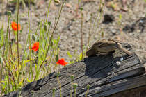Ist der Spatz etwa bei einem Lauschangriff? - 10.06.2015