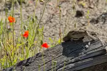 Ist der Spatz etwa bei einem Lauschangriff? - 10.06.2015