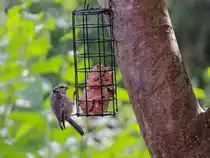 Jungspatz interessiert sich f�r das Rest Essen am 14. Juni 2015 in Berlin Rudow.