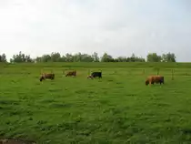 Schottische Hochlandrinder am Deich in B�derich - 2015-05-21-19-18-19