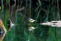 Als Beifang bei der Beobachtung einiger Eisv�gel gab es noch die Schafstelze. Ratzeburg; 14.06.2015