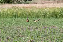 Zwei Streith�hne (Fasane) auf einem Maisfeld. - 16.06.2015