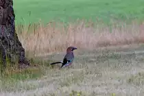 Ein Eichelh�her scheucht Insekten auf. - 16.06.2015
