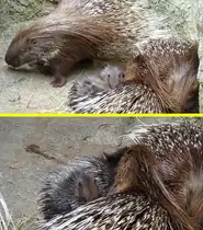 Nachwuchs bei den Stachelschweinen (Hystricidae) im Tierpark Berlin. Einen v�llig freien Blick auf die zwei Jungtiere lie�en die sehr besorgten Elterntiere nie zu. Das Verbreitungsgebiet der Tiere ist Asien und Afrika. Es gibt aber auch eine kleine Population in der Toskana (Italien). Foto:16.06.2015