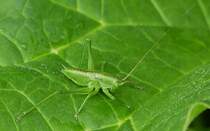 . Punktierte Zartschrecke gesehen am 21.06.2015 in unserem Garten. (Hans)