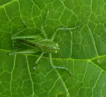 . Punktierte Zartschrecke gesehen am 21.06.2015 in unserem Garten. (Hans)