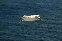 Basst�lpel im Flug �ber dem Lummenfelsen von Helgoland; 07.06.2015