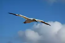 Basst�lpel im Flug �ber dem Lummenfelsen von Helgoland; 07.06.2015