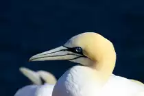 Basst�lpel auf dem Lummenfelsen von Helgoland; 07.06.2015