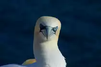 Basst�lpel auf dem Lummenfelsen von Helgoland; 07.06.2015