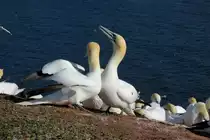 Basst�lpel auf dem Lummenfelsen von Helgoland; 07.06.2015