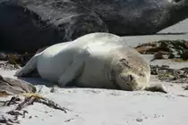 Ein Seehund auf der D�hne von Helgoland; 06.06.2015