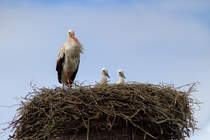 Auch in diesem Jahr schauen zwei Jungstrche aus dem Nest. - 23.06.2015
