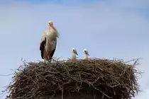 Auch in diesem Jahr schauen zwei Jungst�rche aus dem Nest. - 23.06.2015