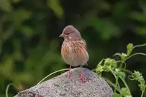 Bluth�nfling Weibchen auf einem Zaunpfahl. - 20.06.2015