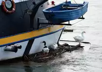 G�nse haben sich am Heck eines Schiffes im Rhein bei Neuwied bequem gemacht - 14.02.2015