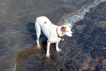 Hund auf  stckchenjagd  am Rheinufer in Bonn - 09.04.2015