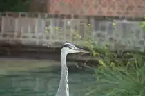 Kopfansicht eines Graureihers. Leipzig, 14.9.2008.
